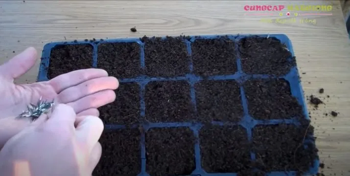 Gieo hạt vạn thọ thái lùn