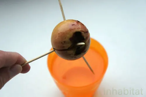 Đặt hạt bơ ở nơi khô thoáng có ánh sáng mặt trời và thay nước sau 5 ngày