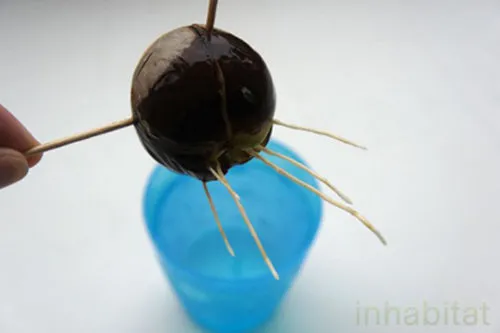 Hạt bơ nứt ra và mầm rễ bắt đầu mọc sau vài tuần