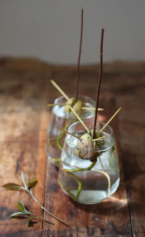 Cây bơ non sau khi trồng thành công có thể dùng để trang trí nhà cửa