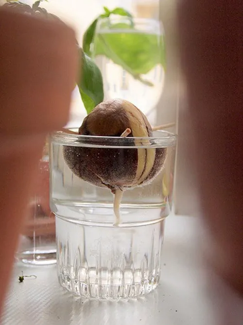 Hạt bơ mới nảy mầm trong nước cũng đã có giá trị trang trí