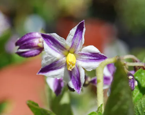 Pepino có khả năng tự thụ phấn mạnh mẽ nên ít khi cần thụ phấn nhân tạo