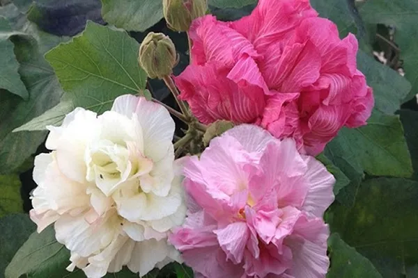 Hoa phù dung mới nở màu trắng chuyển dần sang hồng