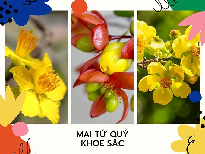 Trồng và chăm sóc cây mai tứ quý đúng cách giúp hoa nở nhiều và đẹp