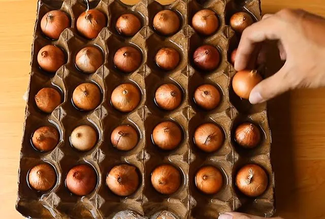 Đặt củ hành tím vào vỉ trứng và đổ nước ngập nửa củ