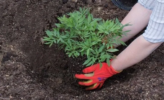 Hướng Dẫn Cách Trồng Mẫu Đơn: Kỹ thuật trồng củ rễ mẫu đơn với độ sâu phù hợp