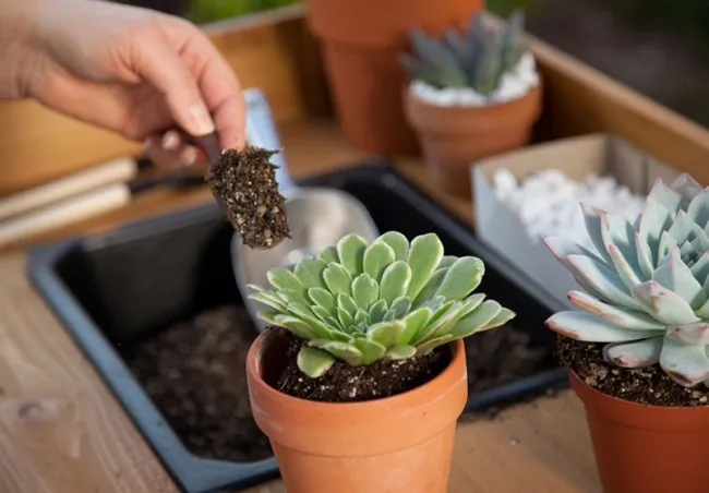 Kiểm tra sen đá để phát hiện và phòng ngừa kịp thời các loại sâu bệnh gây hại