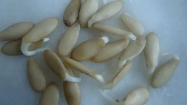 Hạt giống dưa leo đang nứt vỏ sau khi ủ