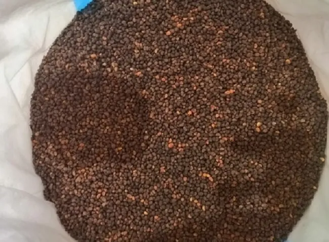 Chậu trồng rau muống tại nhà với đất tơi xốp và hỗn hợp dinh dưỡng