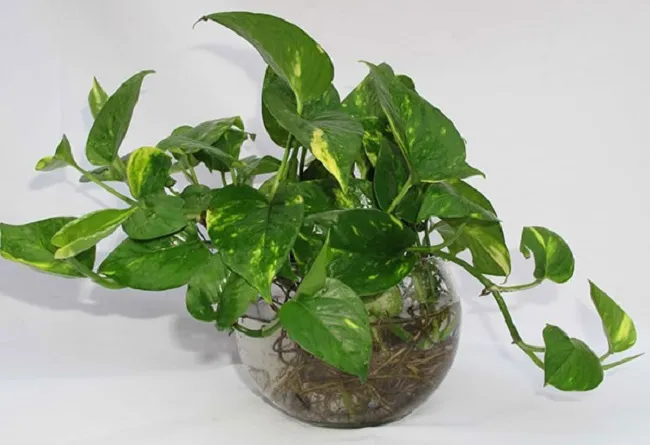 Hướng dẫn cách trồng Trầu Bà thủy sinh đơn giản tại nhà