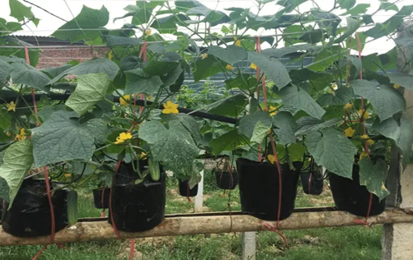 Giàn leo chữ A cho cây dưa leo tại nhà