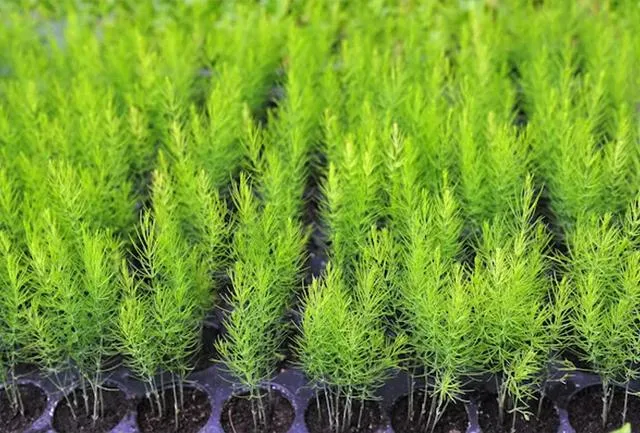 Cá ch trồng măng tây đơn giản cho thu hoạch suốt 30 n ă m - 8