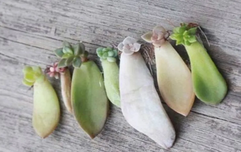 Lá sen đá được đặt trên giá thể để chuẩn bị nhân giống bằng phương pháp giâm lá