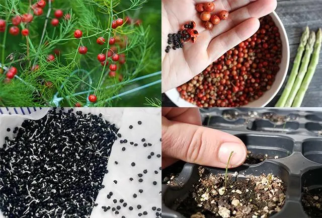 Cá ch trồng măng tây đơn giản cho thu hoạch suốt 30 năm - 7