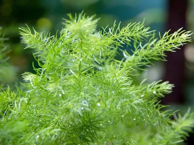 Cá ch trồng măng tây đơn giản cho thu hoạch suốt 30 n ă m - 9