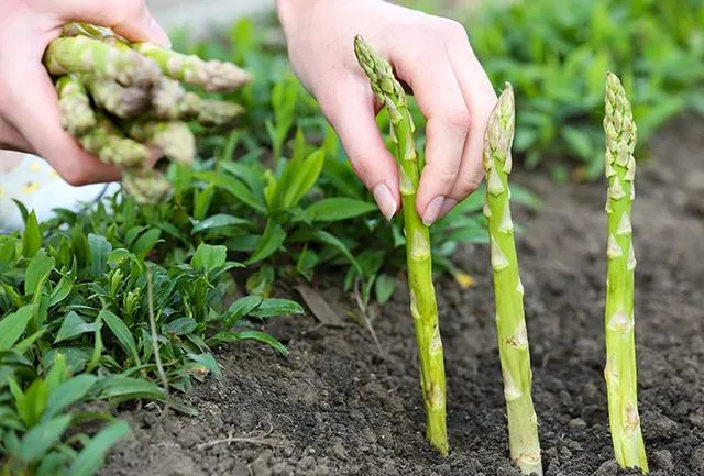 Cá ch trồng măng tây đơn giản cho thu hoạch suốt 30 n ă m - 12