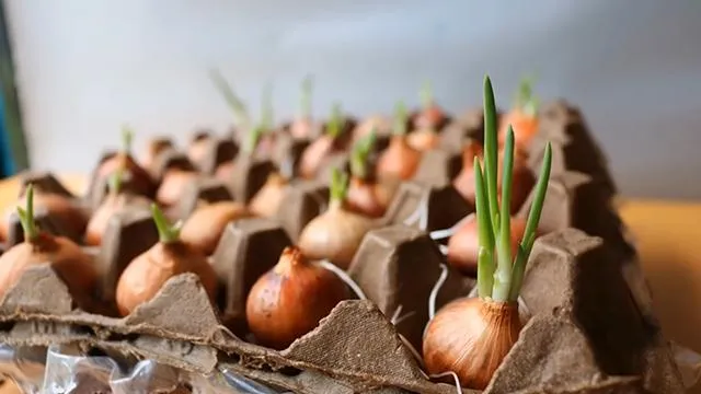 Cây hành lá đã ra mầm xanh tốt trên vỉ trứng