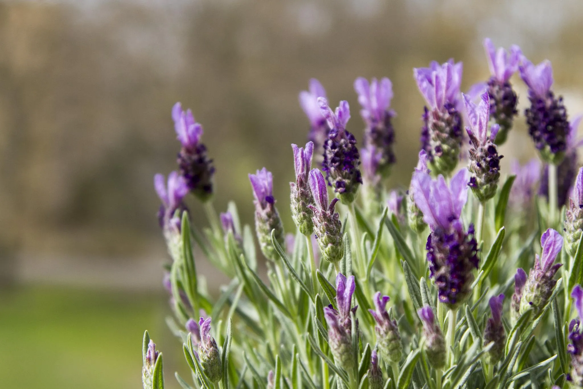 Spanish Lavender - loại hoa có hương thơm nồng nàn