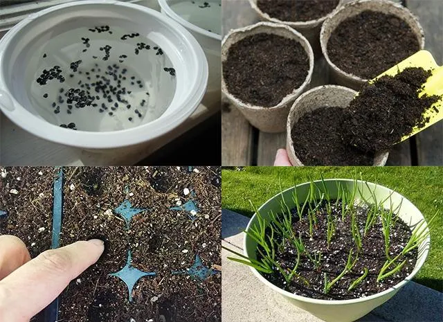 Hình ảnh hạt hành lá đang được ủ trong khay trước khi gieo trồng theo cách trồng hành tại nhà