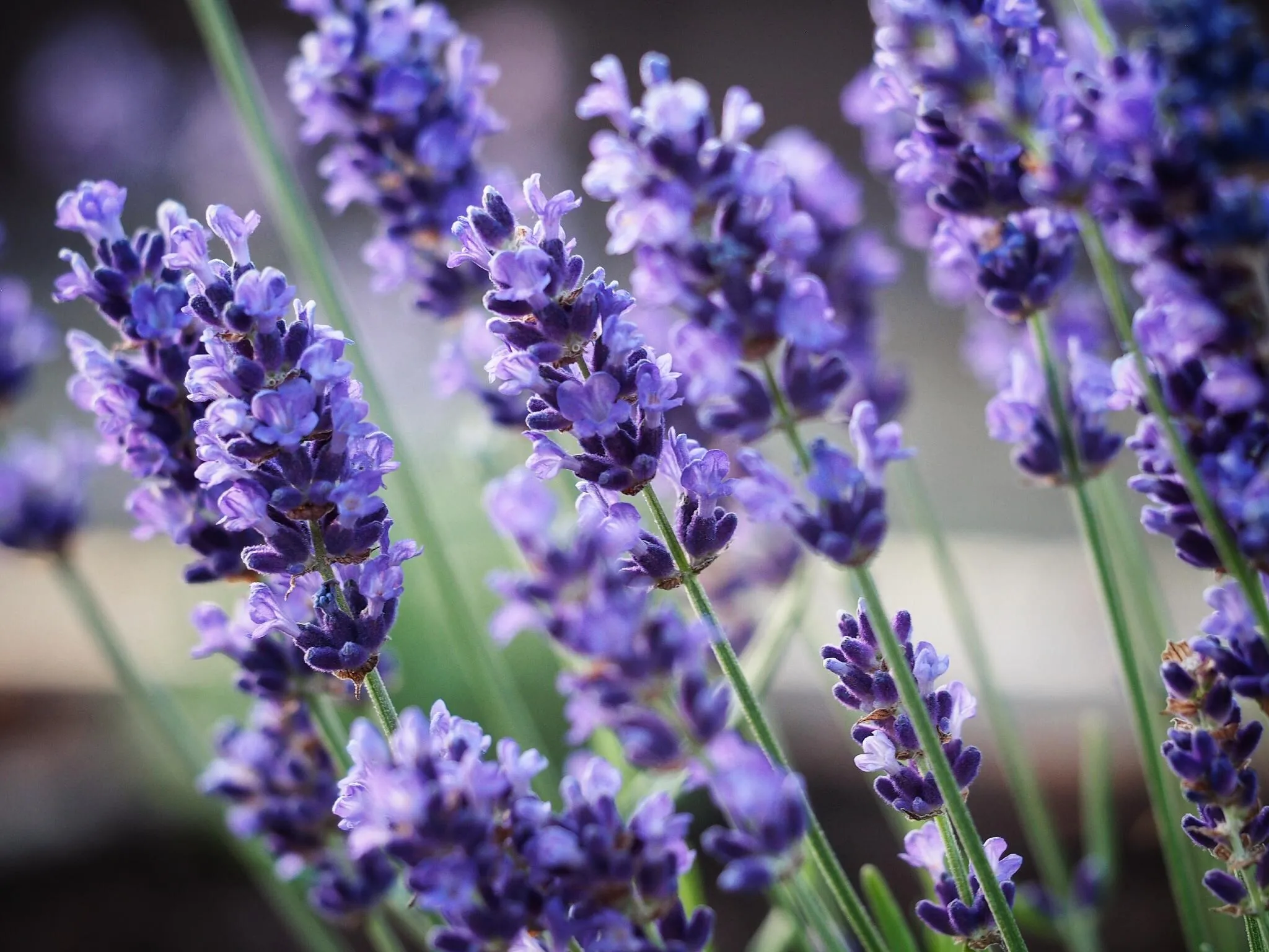 Cận cảnh chùm hoa oải hương Lavender màu tím