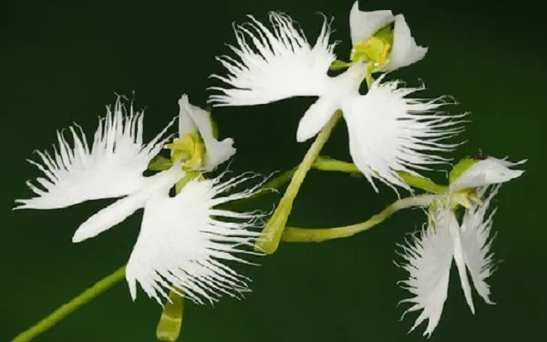 Lan Bạch Hạc nổi bật với hình dáng hoa độc đáo tựa cánh hạc