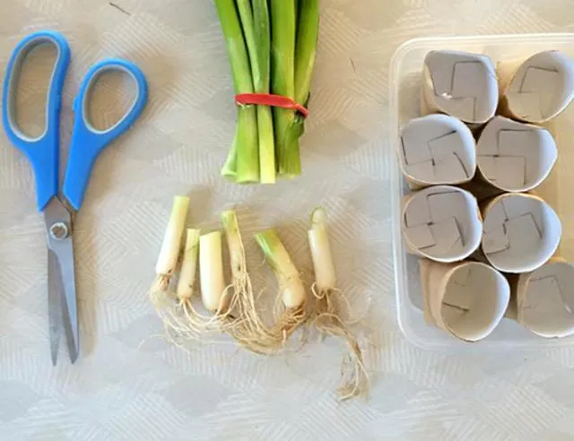 Gốc hành lá còn rễ và lõi giấy vệ sinh được chuẩn bị cho phương pháp trồng hành tại nhà độc đáo này