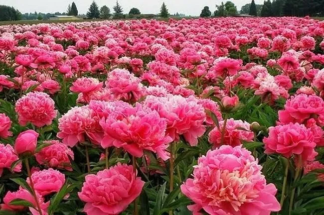 Hướng Dẫn Cách Trồng Mẫu Đơn: Hình ảnh hoa mẫu đơn nở rộ dưới ánh nắng