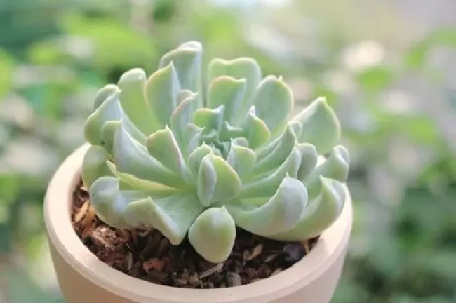 Sen đá non được trồng trong chậu đất nung với giá thể thoát nước tốt