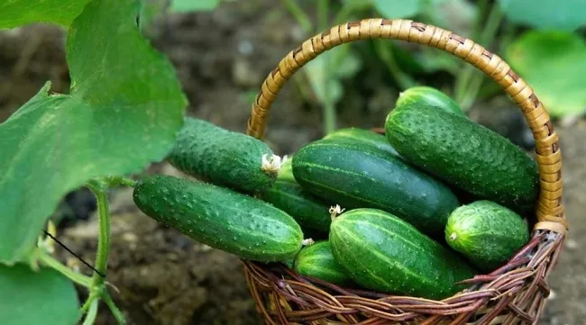 Cây dưa leo non đang phát triển trên giàn