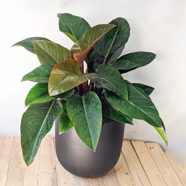 Cây Trầu Bà Đế Vương phát triển khỏe mạnh, tượng trưng cho quyền lực