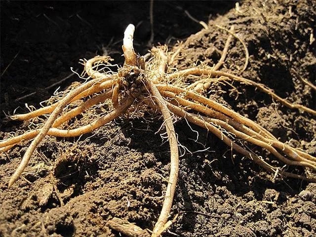 Cá ch trồng măng tây đơn giản cho thu hoạch suốt 30 năm - 5