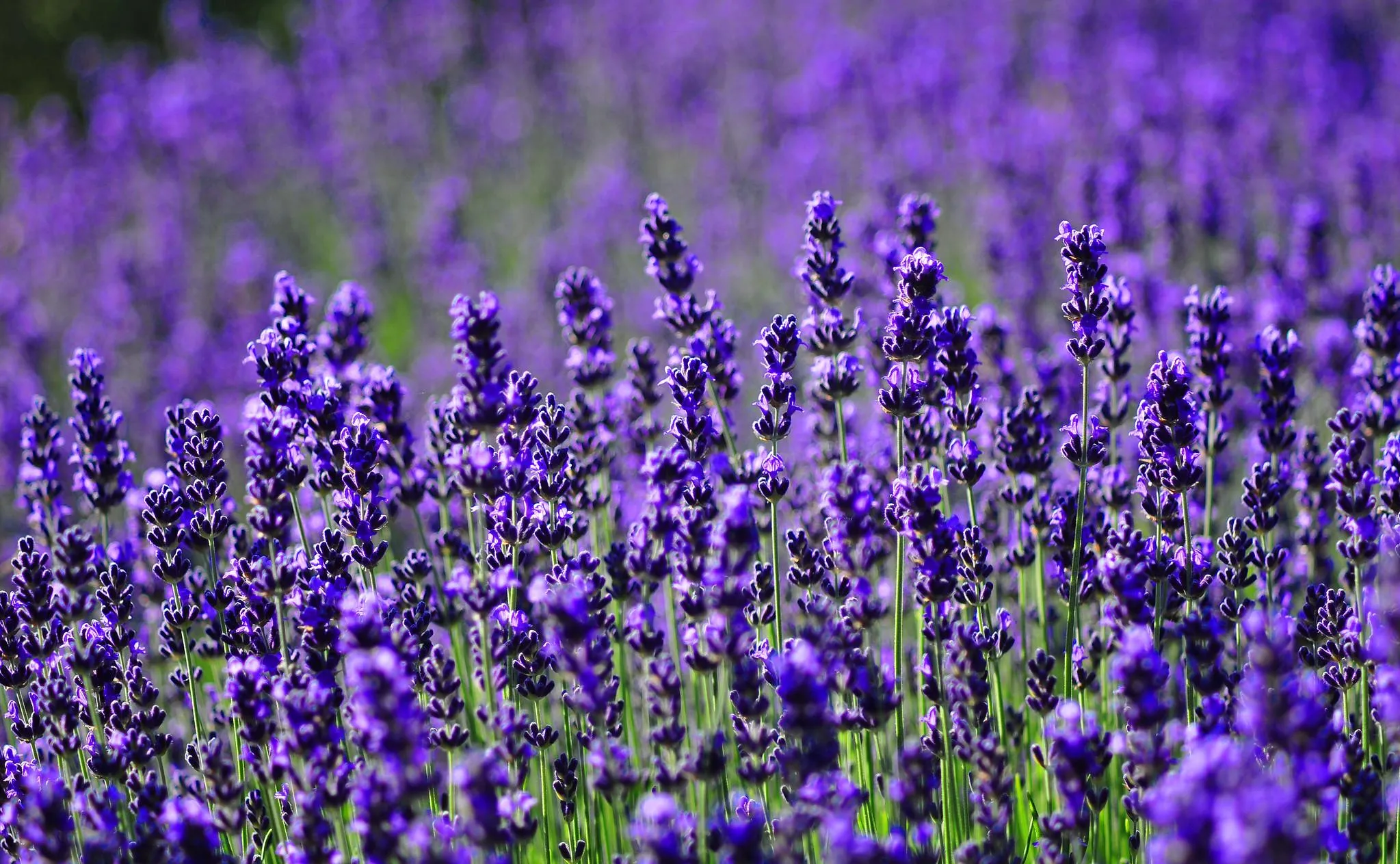 Cánh đồng hoa oải hương Lavender màu tím mộng mơ