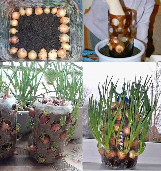 Tháp hành lá đã lên xanh tươi, minh chứng cho việc trồng hành tại nhà thành công