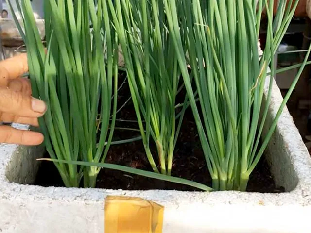 Thùng hành lá đã lên xanh tốt, sẵn sàng cho thu hoạch