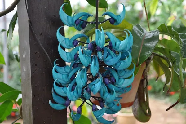 Hoa móng cọp xanh ngọc có màu sắc độc đáo