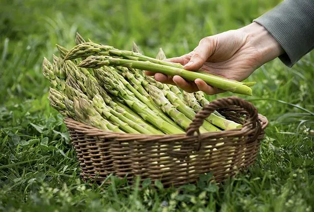 Cá ch trồng măng tây đơn giản cho thu hoạch suốt 30 n ă m - 13