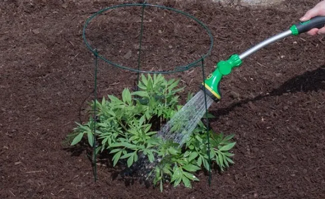 Hướng Dẫn Cách Trồng Mẫu Đơn: Các bước chăm sóc và bón phân cho mẫu đơn