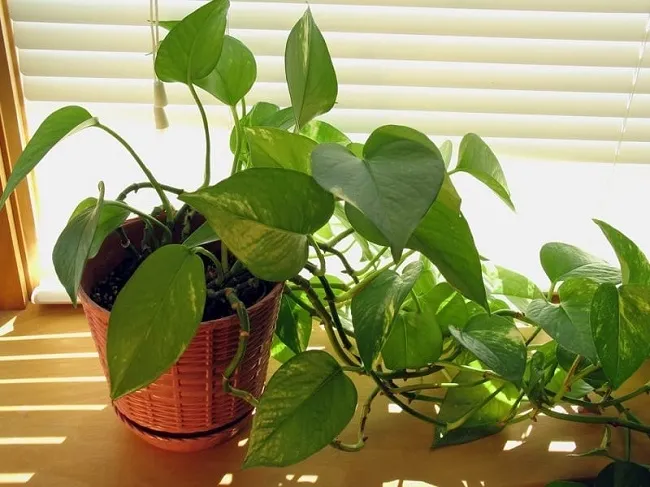 Trầu Bà Lá Xanh cơ bản, dễ trồng và chăm sóc