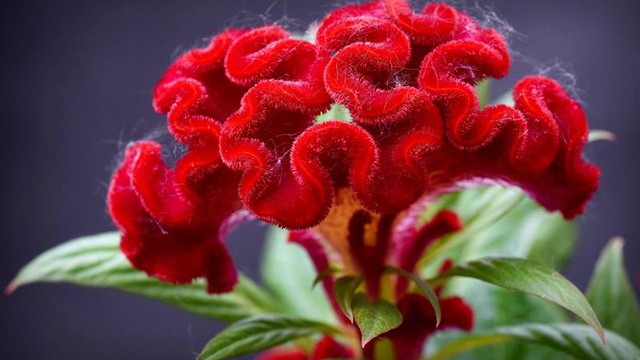 Cách Trồng Mào Gà Lửa Chi Tiết Từ Hạt Để Hoa Nở Đúng Dịp Tết