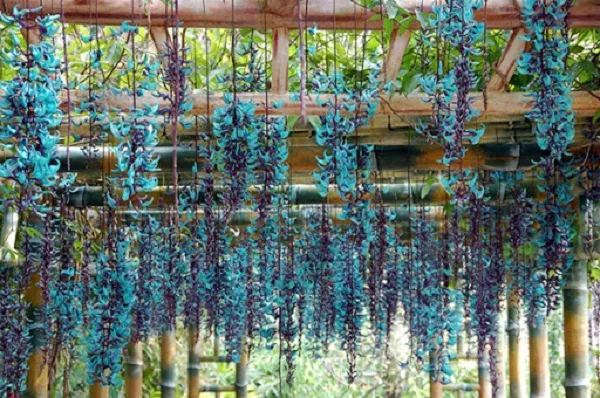 Hình ảnh hoa móng cọp rủ dài tuyệt đẹp