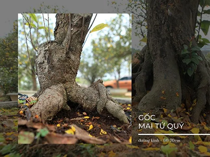 Gốc mai tứ quý cổ thụ có đường kính gốc khoảng 60-70cm, chiều cao khoảng 2-2,5m, tán lá rộng từ 2-3m