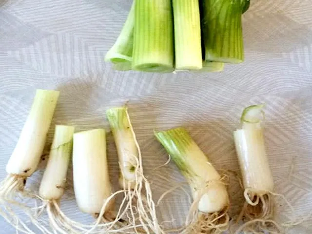 Gốc hành lá được đặt trong lọ thủy tinh để trồng hành thủy canh
