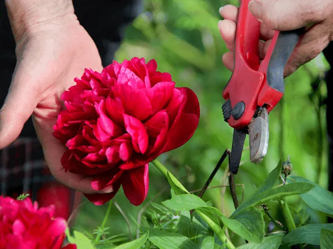 Hướng Dẫn Cách Trồng Mẫu Đơn: Hình ảnh cây mẫu đơn được chăm sóc cẩn thận