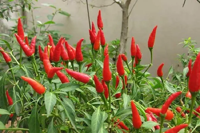 Một chậu ớt cảnh nhỏ với quả màu đỏ và xanh đang ra hoa và kết trái, minh họa cách trồng ớt thành công tại nhà