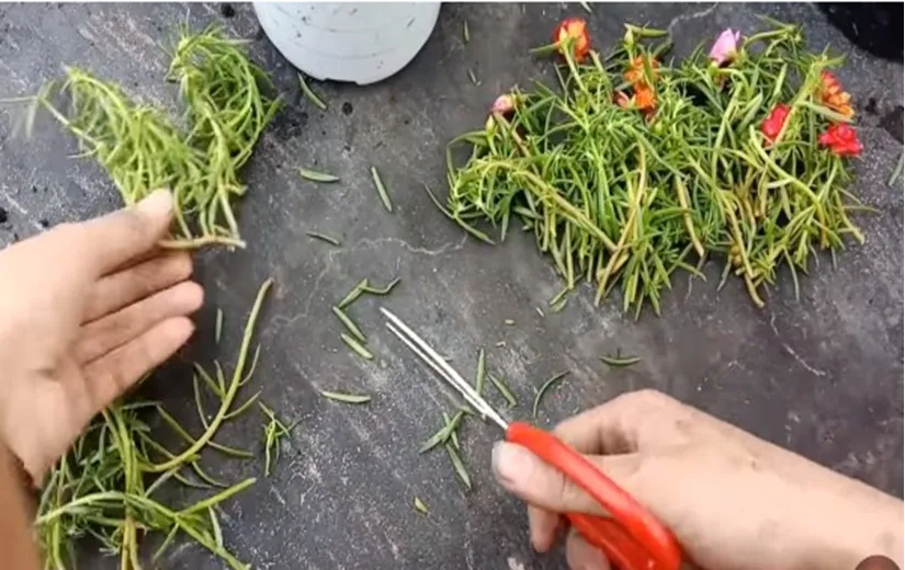 Các giống hoa mười giờ Thái, Mỹ, Nhật đa dạng được chọn làm cành giâm