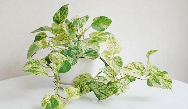 Cây Trầu Bà Cẩm Thạch với màu lá loang lổ độc đáo