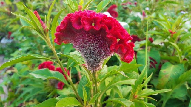 Cách Trồng Mào Gà Lửa Chi Tiết Từ Hạt Để Hoa Nở Đúng Dịp Tết