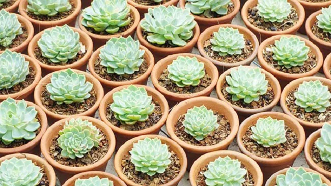 Lựa chọn chậu đất nung có lỗ thoát nước lớn để đảm bảo sự phát triển của sen đá