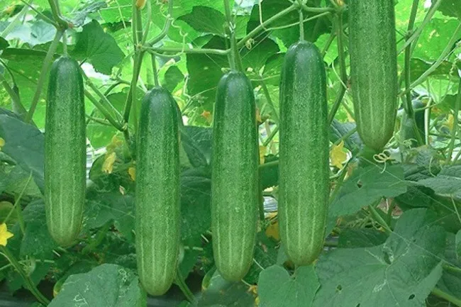 Cây dưa leo trong chậu được tưới nước đầy đủ