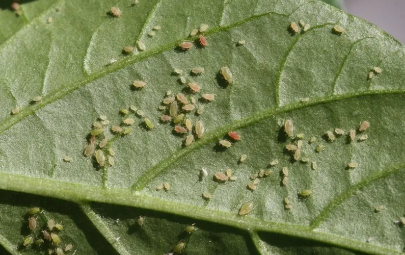 Hình ảnh minh họa một số loại sâu bệnh hại cây ớt phổ biến, cần được nhận dạng để có cách trồng ớt hiệu quả